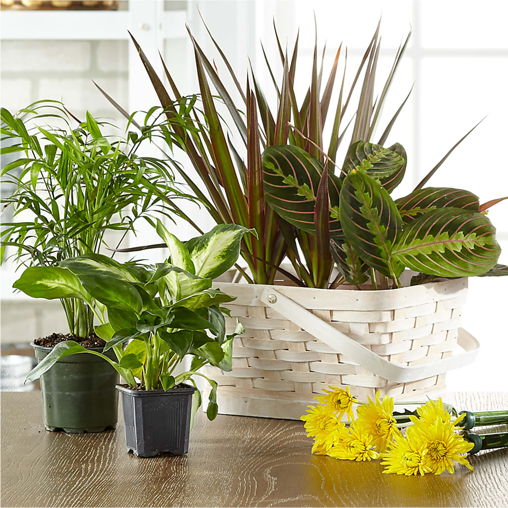 Florist Designed Blooming and Green Plants in a Basket – Parkside Flowers, Rockwell City IA