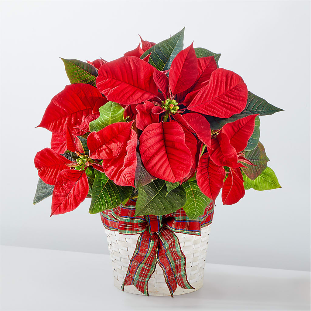 Happiest Holidays Poinsettia – Parkside Flowers, Rockwell City IA