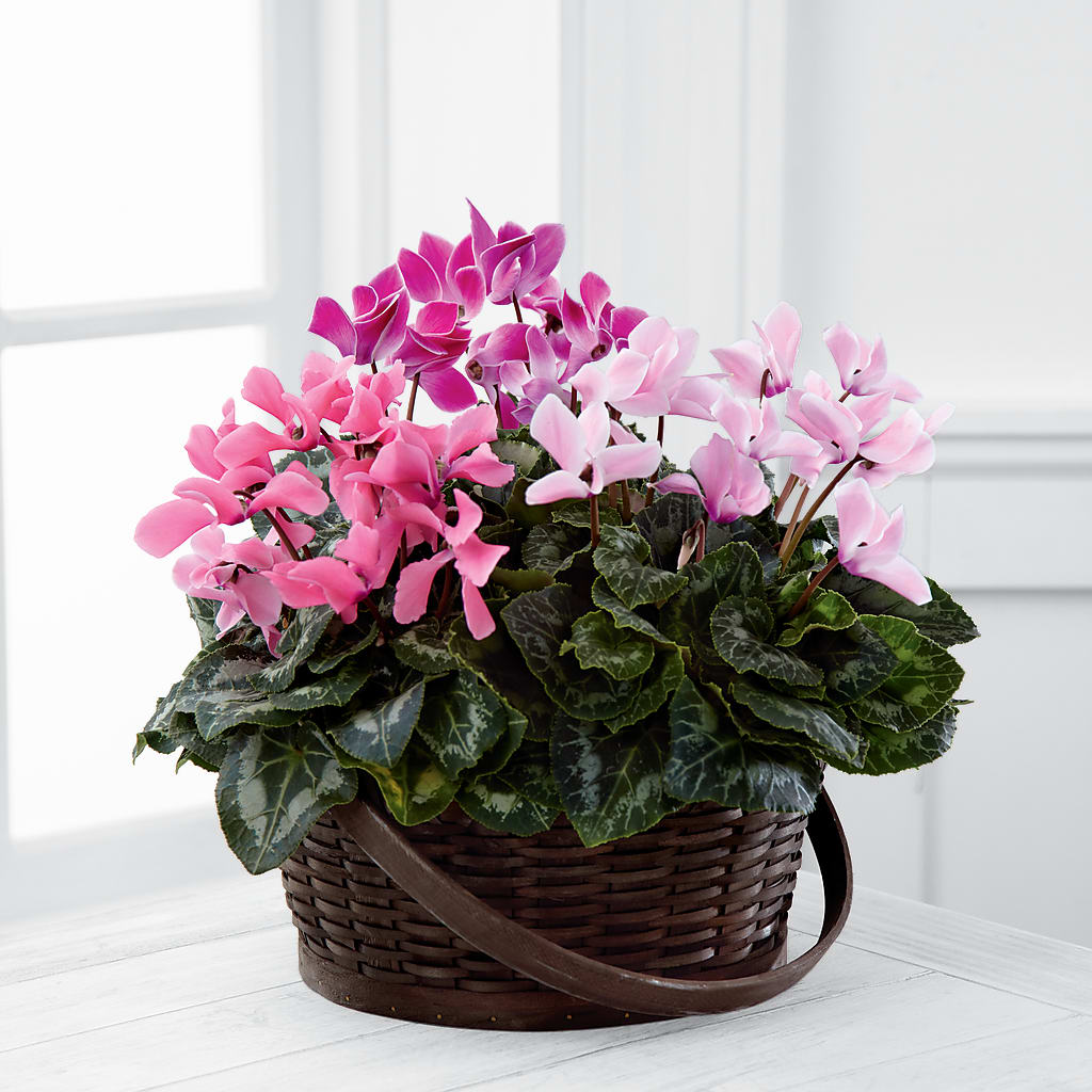 Mixed Cyclamen Planter – Parkside Flowers, Rockwell City IA