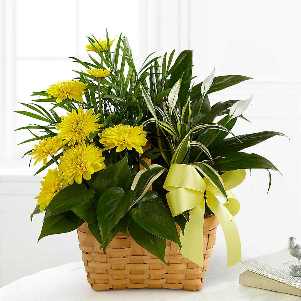Loving Light Dishgarden – Parkside Flowers, Rockwell City IA