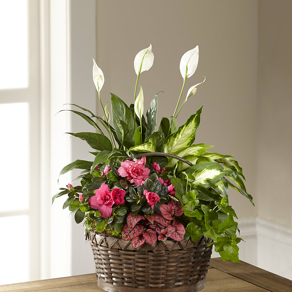 Dream in Pink Dishgarden – Parkside Flowers, Rockwell City IA