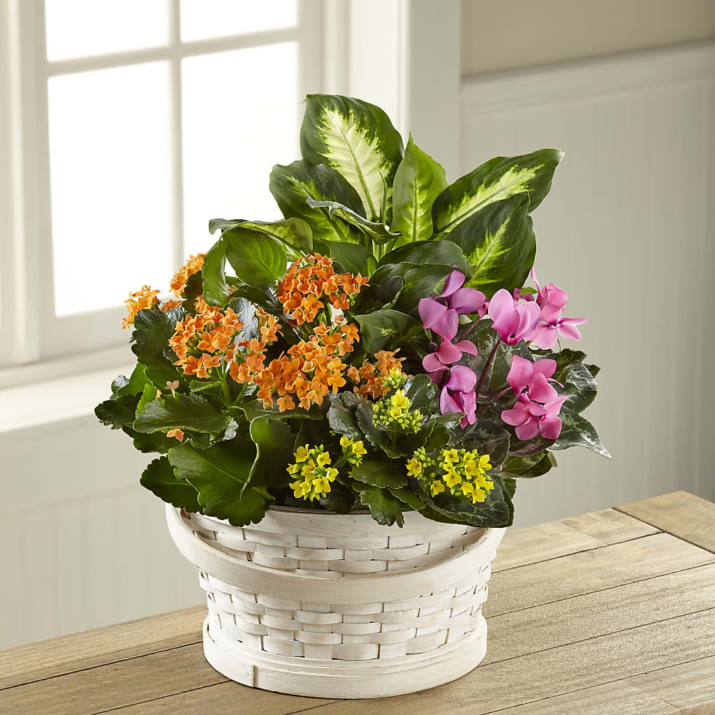 Color Crush Dishgarden – Parkside Flowers, Rockwell City IA