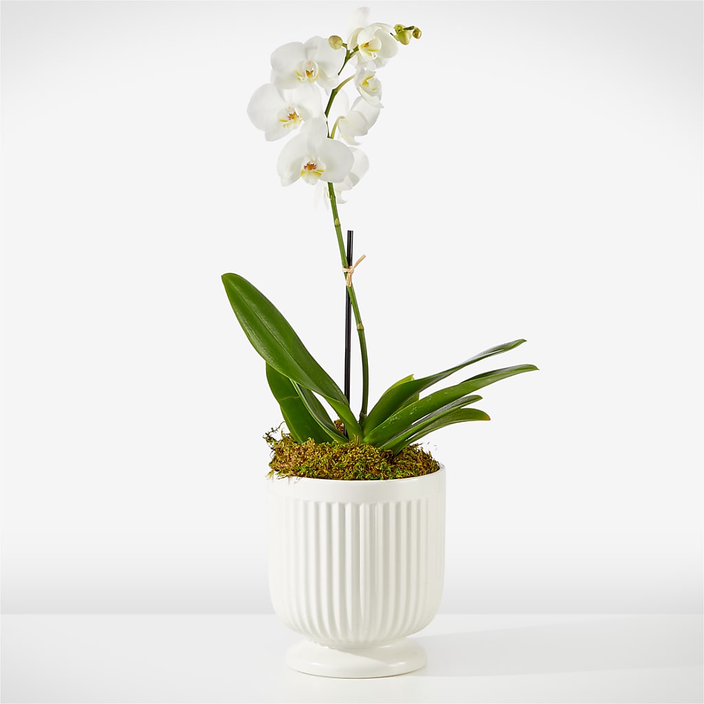Whispering White Orchid – Parkside Flowers, Rockwell City IA