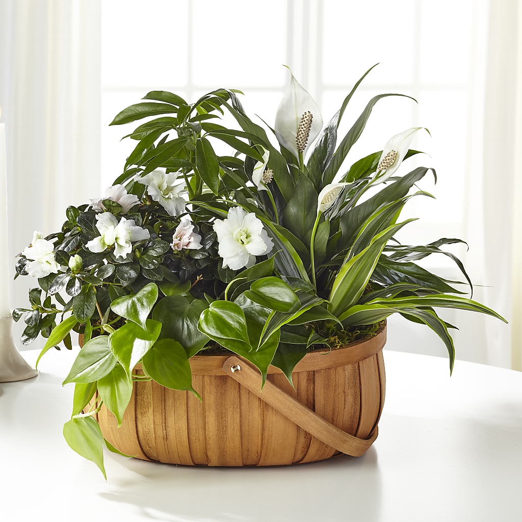 Serene Dishgarden – Parkside Flowers, Rockwell City IA