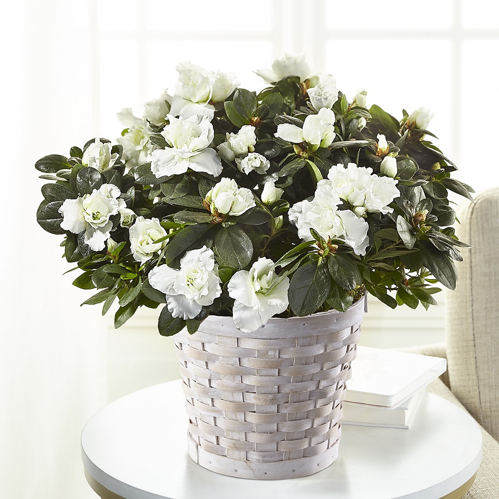 White Azalea Plant – Parkside Flowers, Rockwell City IA