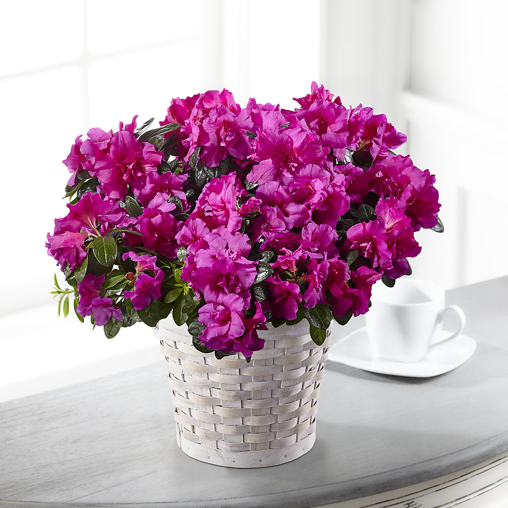 Hope & Serenity Azalea Plant – Parkside Flowers, Rockwell City IA