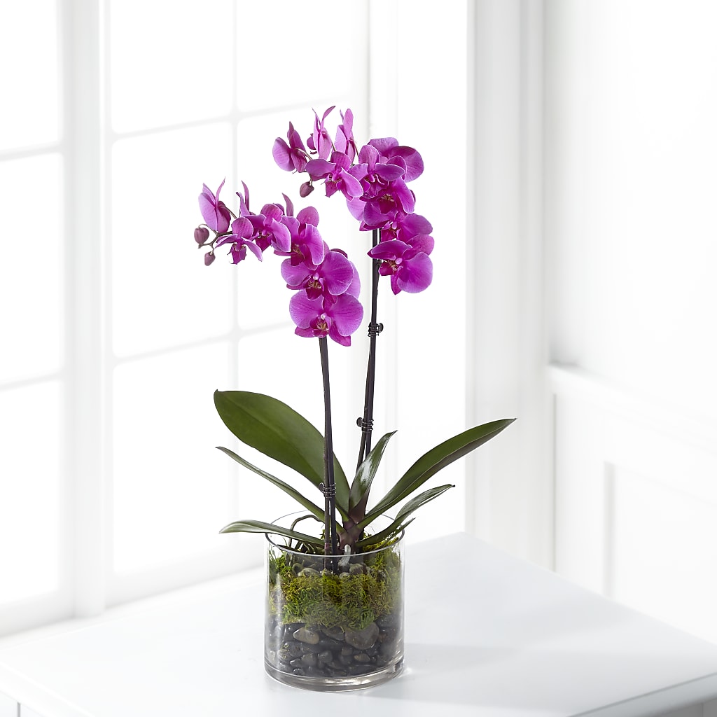 Pink Orchid Plant – Parkside Flowers, Rockwell City IA