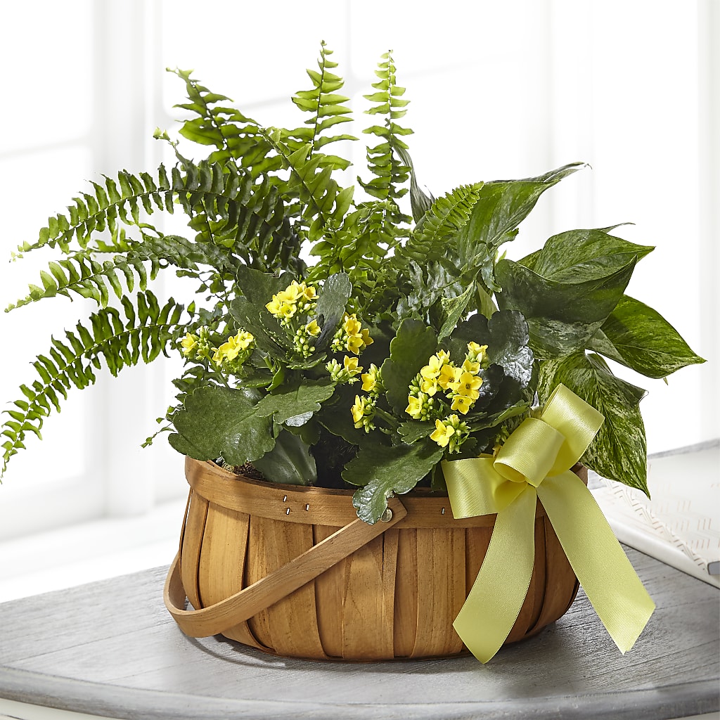 Always Dear Dishgarden – Parkside Flowers, Rockwell City IA