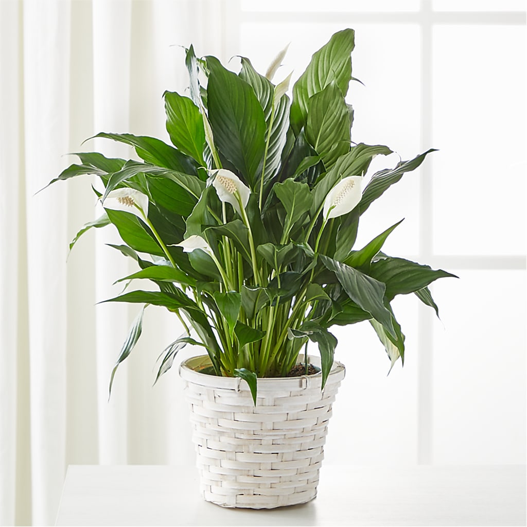 A New Leaf Peace Lily – Parkside Flowers, Rockwell City IA