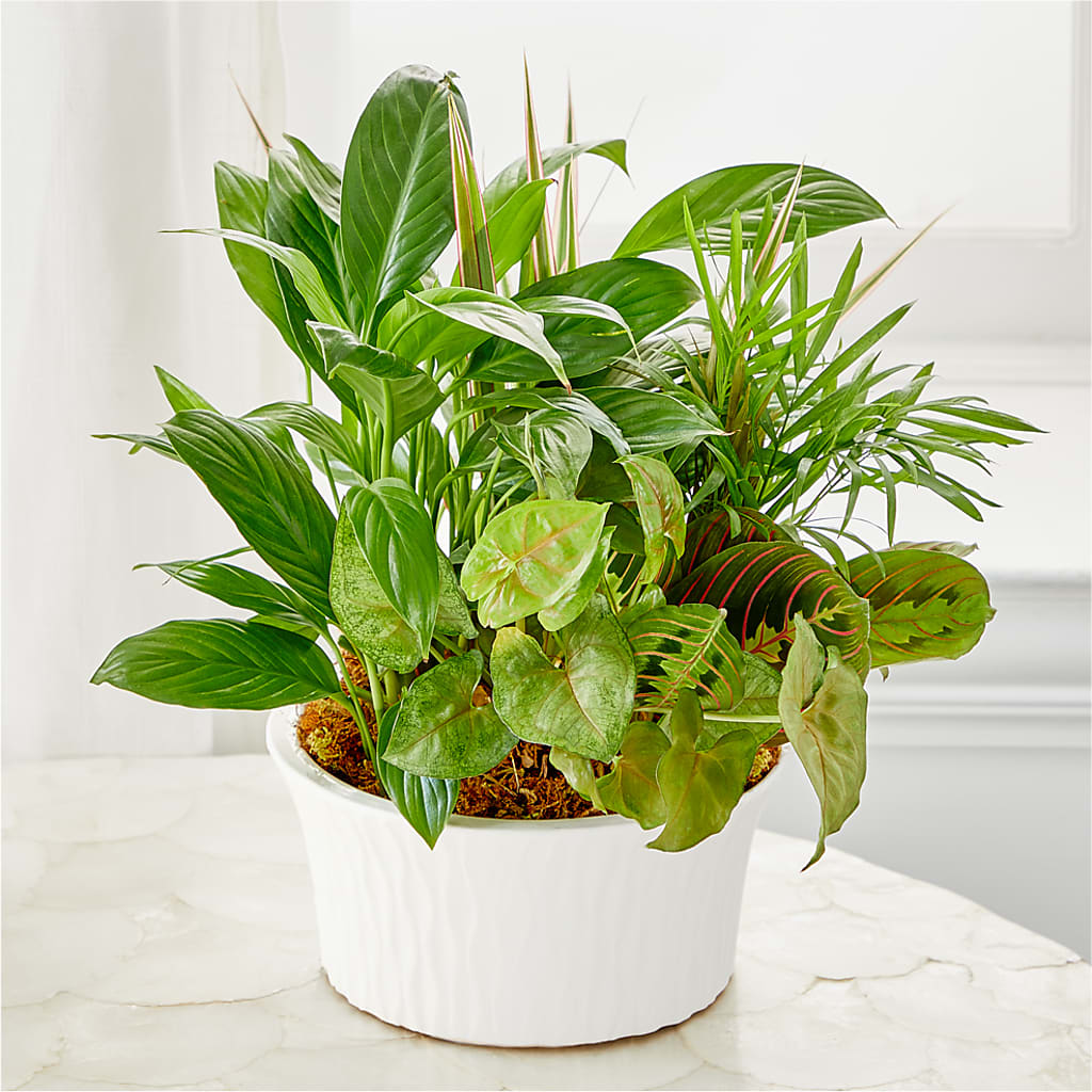Balance & Harmony Dishgarden – Parkside Flowers, Rockwell City IA