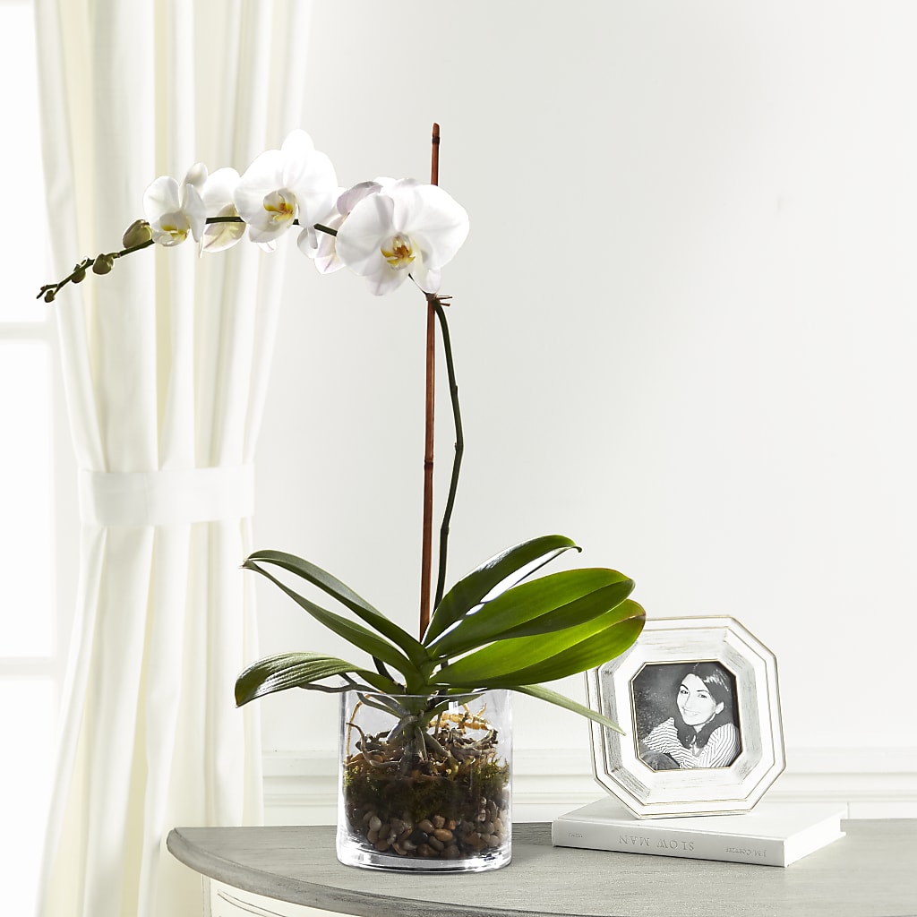 White Orchid Planter – Parkside Flowers, Rockwell City IA