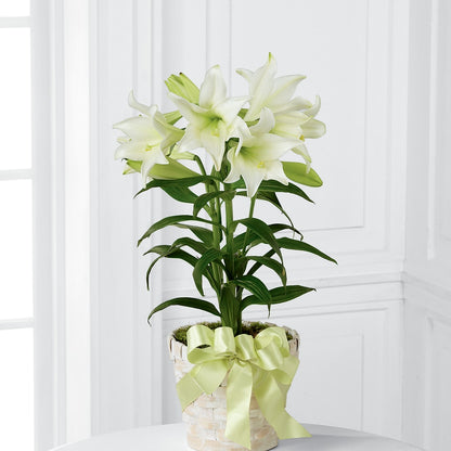 Easter Lily Plant –  Parkside Flowers, Rockwell City IA