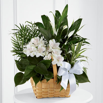 Peace & Serenity Dishgarden –  Parkside Flowers, Rockwell City IA