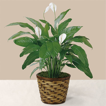 Tranquil Moments Peace Lily Plant –  Parkside Flowers, Rockwell City IA