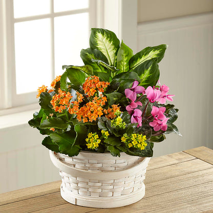 Color Crush Dishgarden –  Parkside Flowers, Rockwell City IA