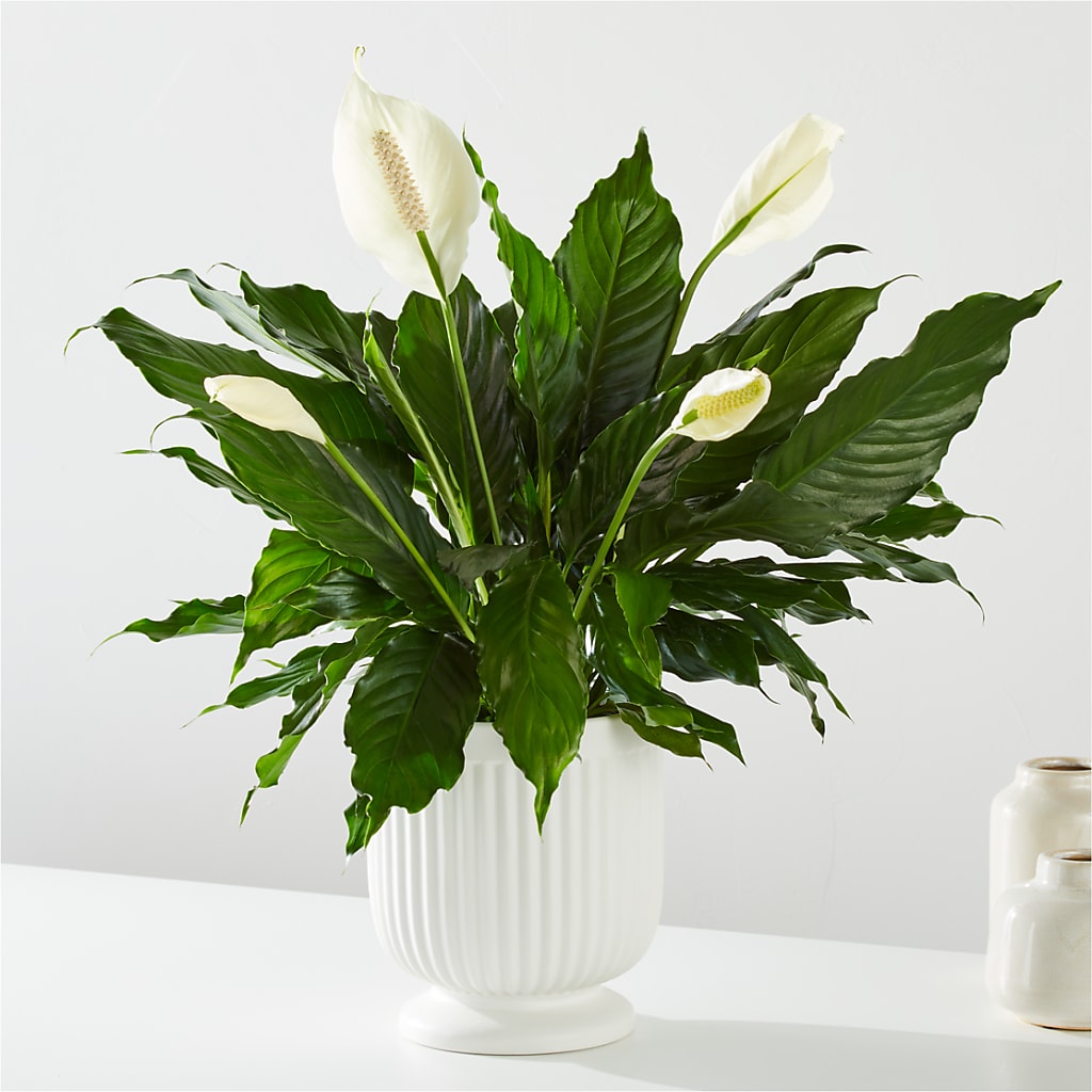 Comfort Planter –  Parkside Flowers, Rockwell City IA