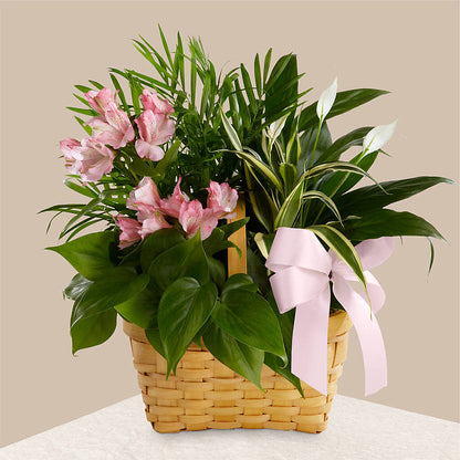 Living Spirit Dishgarden –  Parkside Flowers, Rockwell City IA