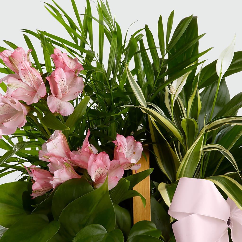 Living Spirit Dishgarden –  Parkside Flowers, Rockwell City IA
