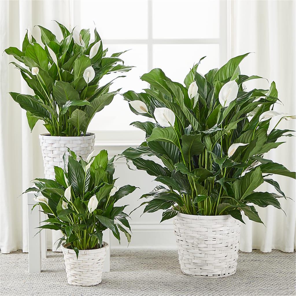 A New Leaf Peace Lily –  Parkside Flowers, Rockwell City IA