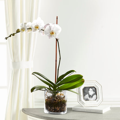 White Orchid Planter –  Parkside Flowers, Rockwell City IA