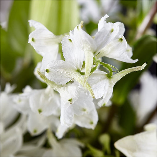 Classic Ivory – A Florist Original –  Parkside Flowers, Rockwell City IA